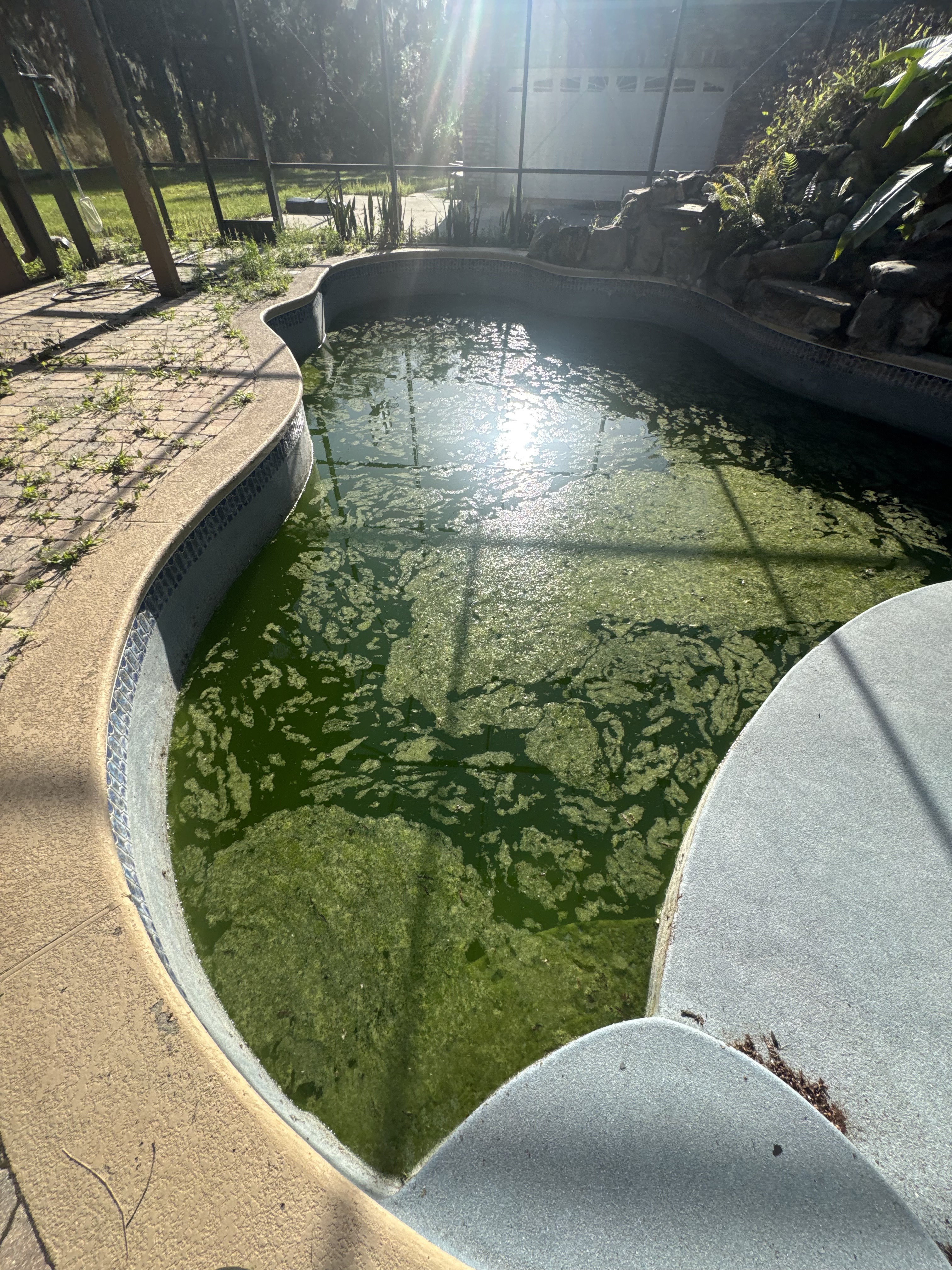 Algae removal — green pool before treatment